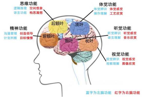 神经功能恢复过程（神经功能恢复过程图）-图1