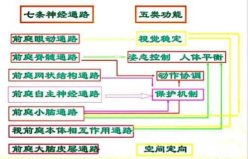 神经功能恢复过程（神经功能恢复过程图）-图2