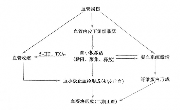 止血过程信息传导（简述止血的生理过程）-图1