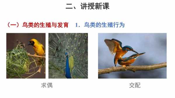鸟类的繁殖过程（鸟类的繁殖过程包括哪些）-图1