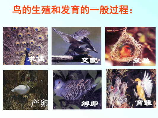 鸟类的繁殖过程（鸟类的繁殖过程包括哪些）-图2