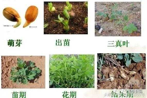 种植过程图片（种植过程图片大全）-图2