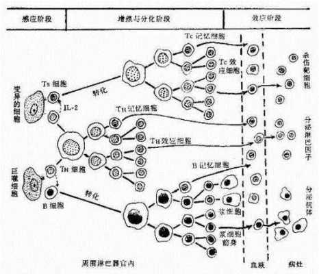 免疫应答的类型及过程（免疫应答的类型及过程是）-图3