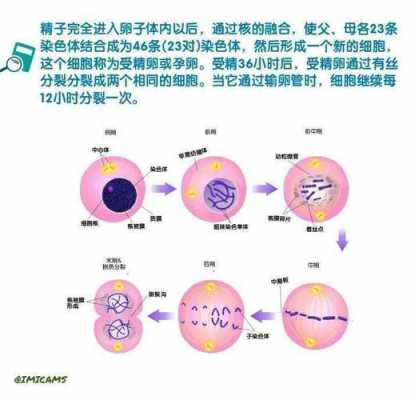 关于卵子精子受精过程的信息-图1