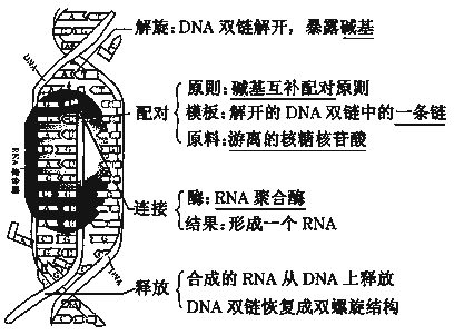 基因翻译的基本过程（基因翻译的模板）-图1