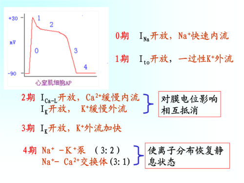 兴奋性过程（简述兴奋性的变化分的四个时期）-图2