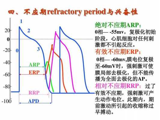 兴奋性过程（简述兴奋性的变化分的四个时期）-图3