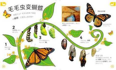 蝴蝶繁衍过程图片（蝴蝶繁殖方式是什么）-图2