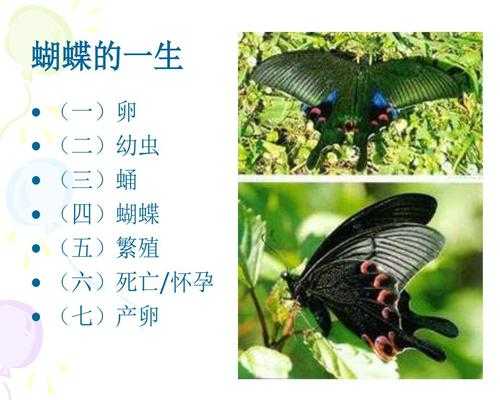 蝴蝶繁衍过程图片（蝴蝶繁殖方式是什么）-图3