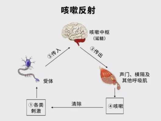 咳嗽反射过程（咳嗽反射定义）-图2