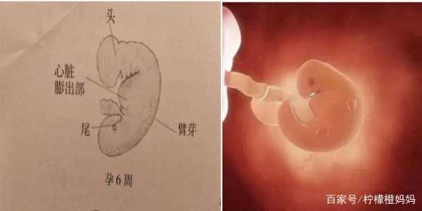 怀孕八周胎儿发育过程（怀孕八周胎儿发育过程图）-图3