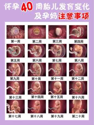 怀孕小孩的成长过程图片（怀孕小孩的变化）-图1