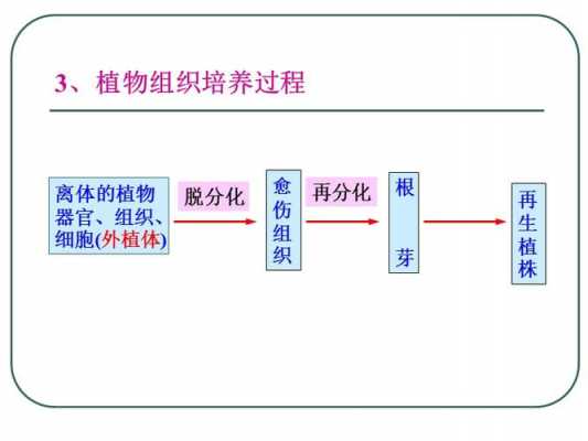 为植物组织培养过程（植物组织培养过程中的脱）-图3