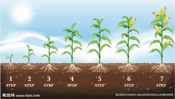 玉米生长动画过程（玉米生长过程动画片）-图1