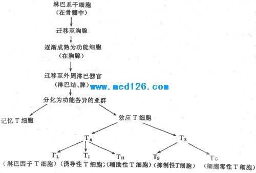 t细胞成熟过程（t细胞发育成熟顺序）-图1