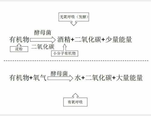 酵母菌发酵过程（酵母菌发酵过程中数量变化）-图3