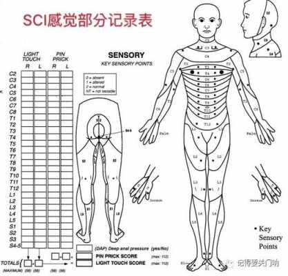 浅感觉检查过程（浅感觉检查不包括 ）-图2