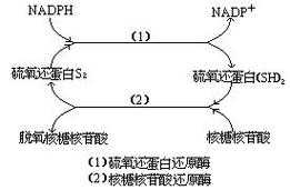 蛋白还原过程（蛋白还原过程是什么）-图1