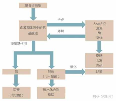 蛋白还原过程（蛋白还原过程是什么）-图3