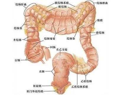 人体粪便形成过程（人体粪便形成过程视频）-图2