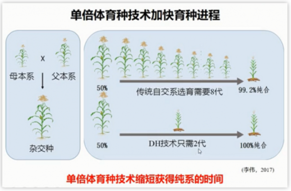 玉米双单倍体过程（玉米单倍体育种的工作流程和原理）-图3