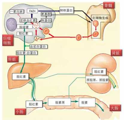 成人胆红素代谢过程（胆红素的代谢过程图解流程图）-图1