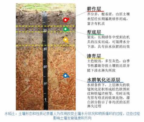 土壤发育过程（土壤发育过程中最活跃的因素）-图3