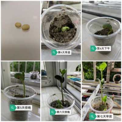 种豆的详细过程（种豆的视频教程）-图2