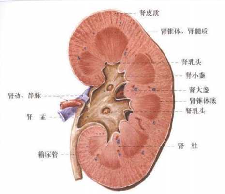 人体肾脏发育过程（人的肾什么时候发育好）-图3