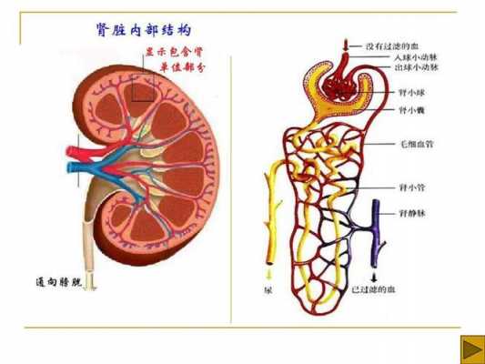 人体肾脏发育过程（人的肾什么时候发育好）-图1