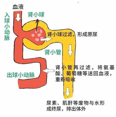 人体肾脏发育过程（人的肾什么时候发育好）-图2