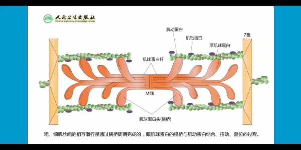 肌丝滑动过程（肌丝滑动模型视频）-图2