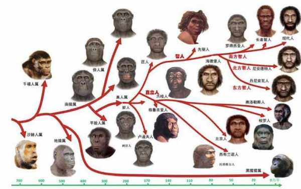 人成长的进化过程（人类成长和进化过程）-图1