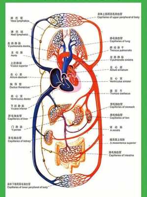 心脏血液循环过程（心脏血液循环过程讲解及瓣膜开闭）-图1