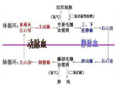 心脏血液循环过程（心脏血液循环过程讲解及瓣膜开闭）-图3