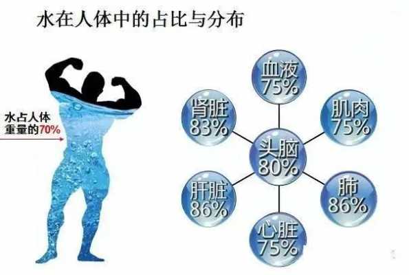 水在人体的过程图片（水在人体内的分布情况）-图1