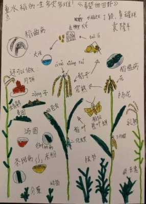 稻子生长过程绘画（稻子的生长过程 写话）-图1