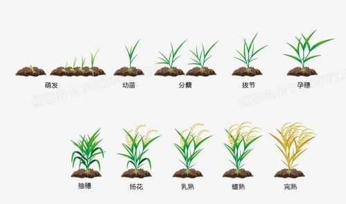 稻子生长过程绘画（稻子的生长过程 写话）-图2