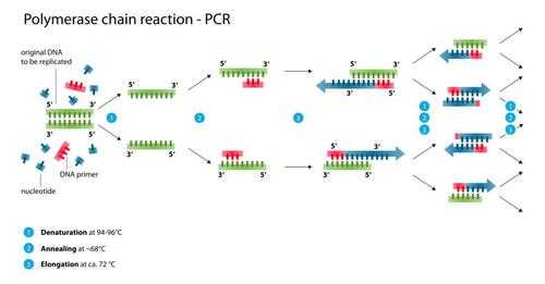 全质粒pcr过程（全质粒测序）-图2