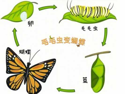 蝴蝶从幼虫变成蝴蝶的过程中（蝴蝶从幼虫变成蝴蝶的过程中的变化）-图3