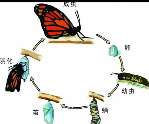 蝴蝶从幼虫变成蝴蝶的过程中（蝴蝶从幼虫变成蝴蝶的过程中的变化）-图2