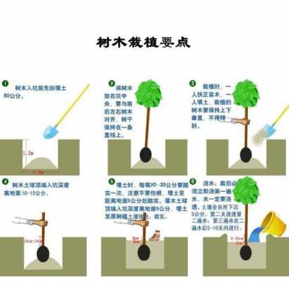 植树的过程图解（植树的过程有哪些步骤不用详写）-图1