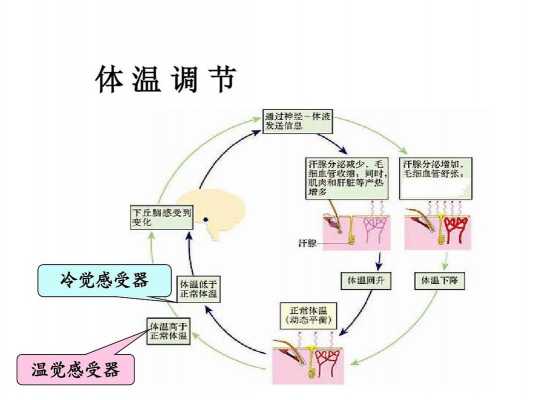 恒温循环过程w（恒温过程g）-图3