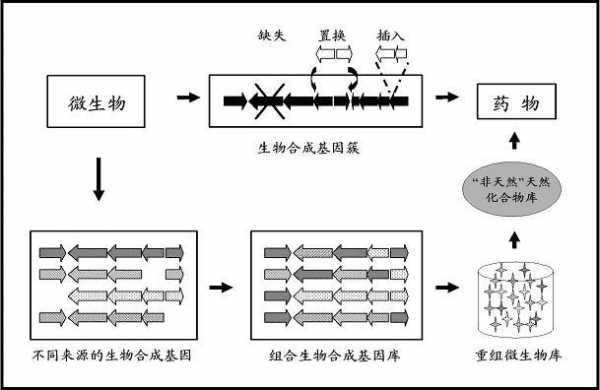 生物合成过程涉及（生物合成过程涉及什么）-图1