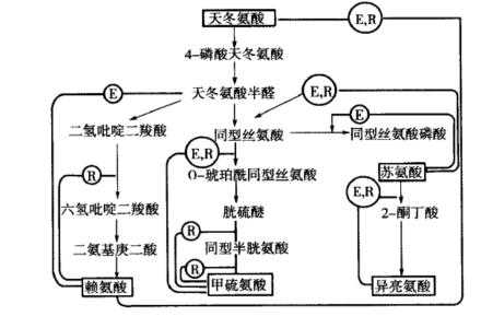 生物合成过程涉及（生物合成过程涉及什么）-图2