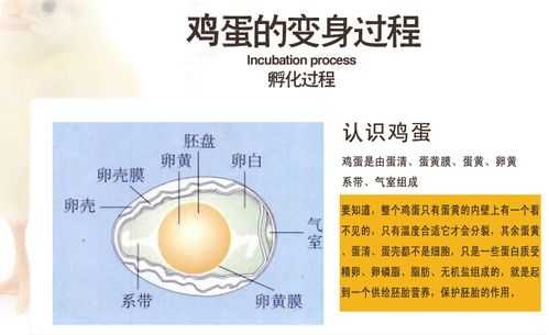 蛋的形成过程（蛋的形成过程和构造课件）-图2