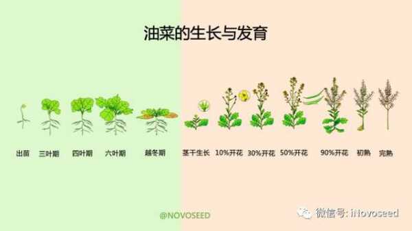 油菜生长变化的过程（油菜生长过程中的四个阶段）-图1