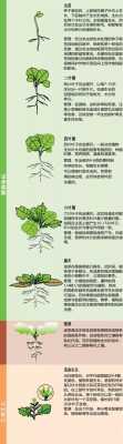 油菜生长变化的过程（油菜生长过程中的四个阶段）-图3