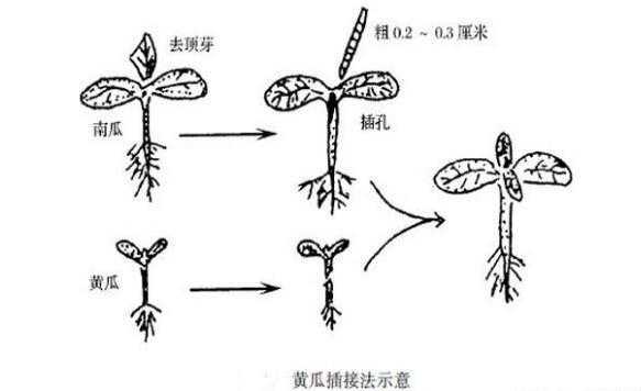 黄瓜嫁接过程图片（黄瓜嫁接过程图片欣赏）-图1