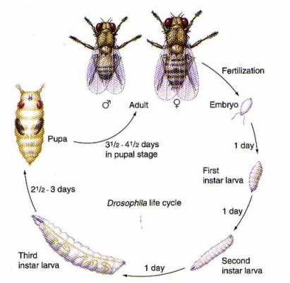 果蝇发育的过程是（果蝇的发育过程属于什么发育）-图1
